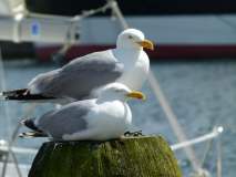 Tiere