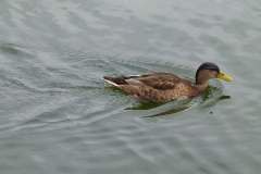 Ente