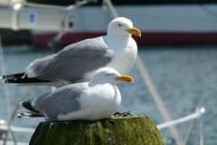Möwen