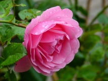 Natur